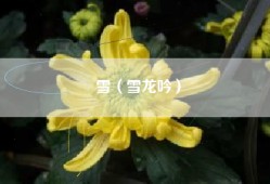 雪（雪龙吟）