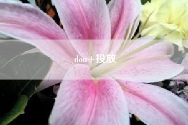 dou+投放